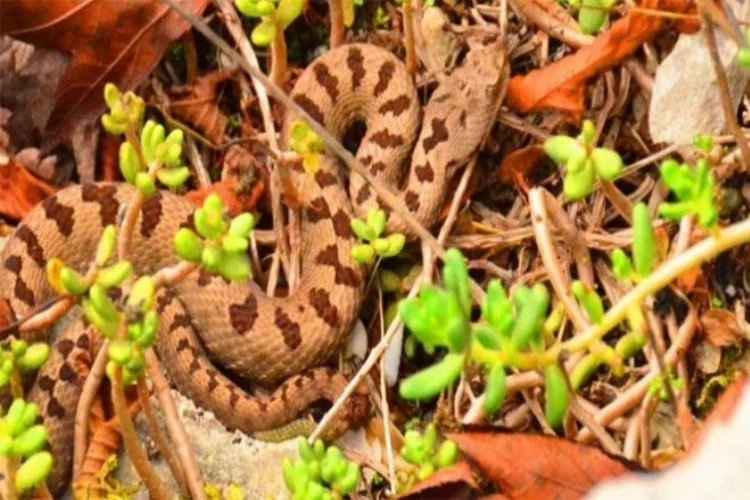 Bartın'da ilk kez  engerek yılanı görüntülendi