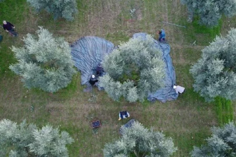 Belçika'da yılbaşı 20 metrelik yılbaşı ağacı devrildi: 1 ölü, 2 yaralı