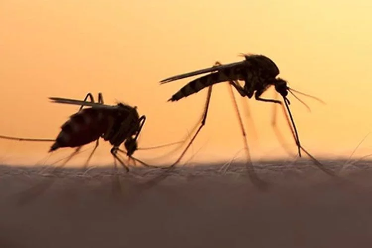 Bilim Kurulu üyesinden sivrisinek uyarısı