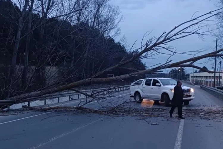Bolu-Mudurnu yolunda ağaç devrildi, yol ulaşıma kapandı!