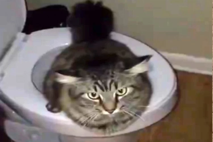 Bu kedinin tuvalet terbiyesi şaşkınlık yaratıyor...