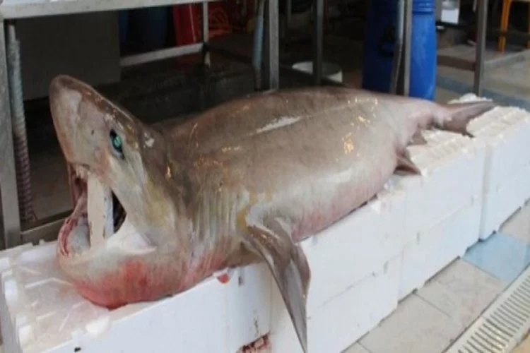 Bu köpekbalığı 2,5 metre tam 200 kilo!