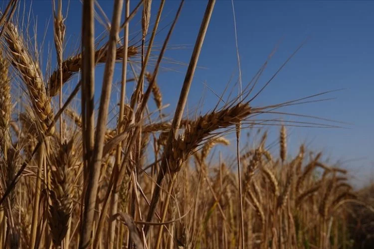 Buğdayda bol ürün, fiyatlar düşebilir: Türkiye'de buğday arzında sıkıntı beklenmiyor!