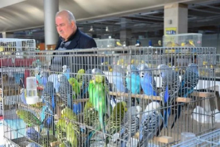 Bursa'da 3 bin kuş yarıştı