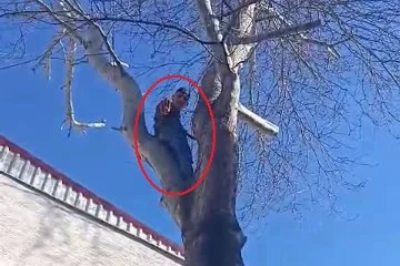 Bursa'da ağaca çıkan hırsız polise el salladı!