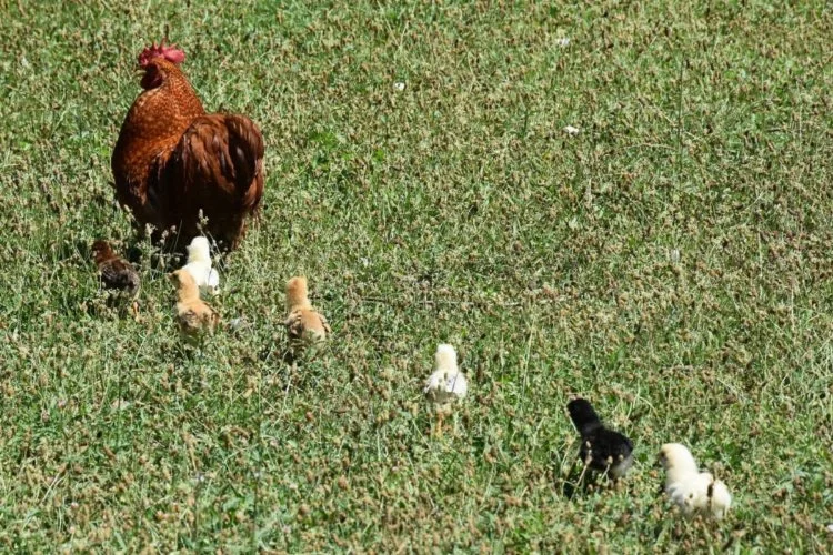 Bursa'da civcivlere horoz annelik yapıyor