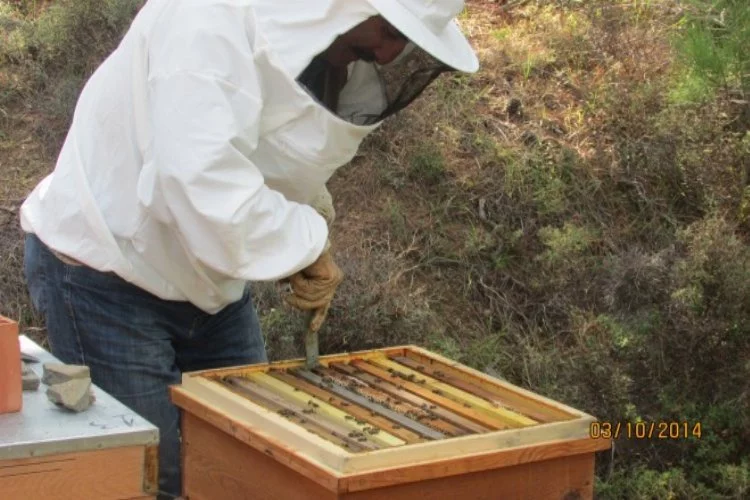 Bursa'da arı yetiştiriciliği kurslarına yoğunluk artıyor