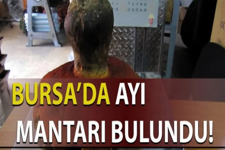 Bursa'da ayı mantarı bulundu!