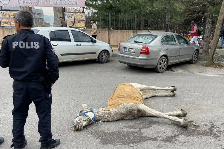 Bursa’da başıboş at sokakta yere yığıldı!