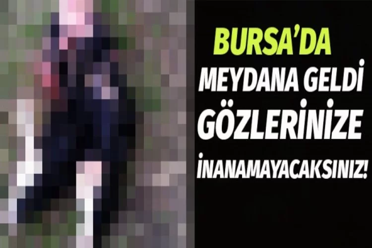 Bursa'da çift başlı buzağı görenleri şok etti