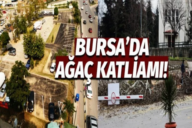 Bursa'da çınar ağaçlarını bir bir kestiler