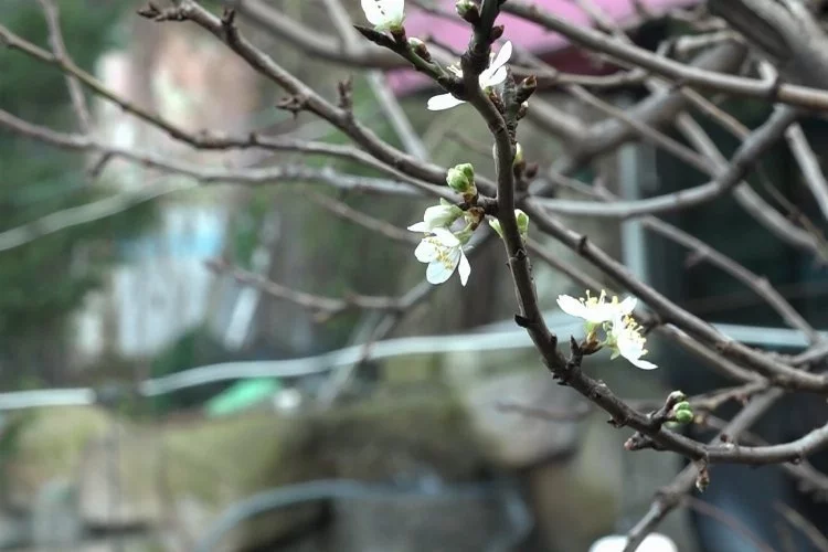Bursa'da erik ağacı çiçek açtı