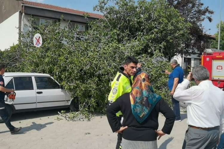 Bursa'da incir ağacı vatandaşların üzerine devrildi