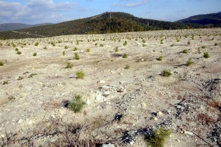 Bursa'da maden sahaları ağaçlandırılıyor