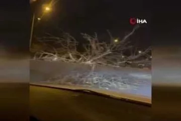 Bursa'da metro raylarına ağaç düştü