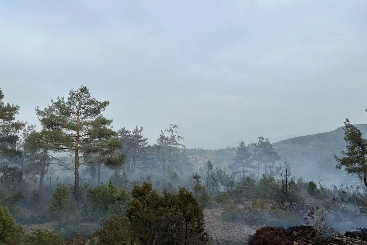 Bursa'da ormanlık alanda yangın! Kontrol altına alındı