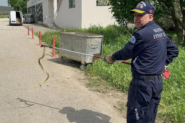 Bursa'da polis aracına giren yılanı itfaiye çıkardı