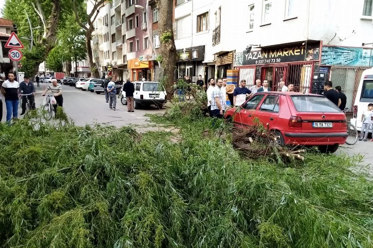 Bursa'da seyir halindeki aracın üzerine ağaç devrildi!