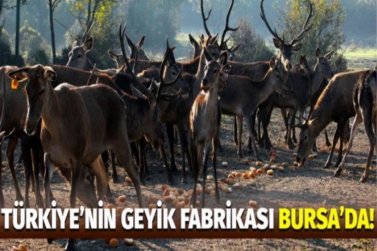 Bursa'da üniversite geyik üretiyor