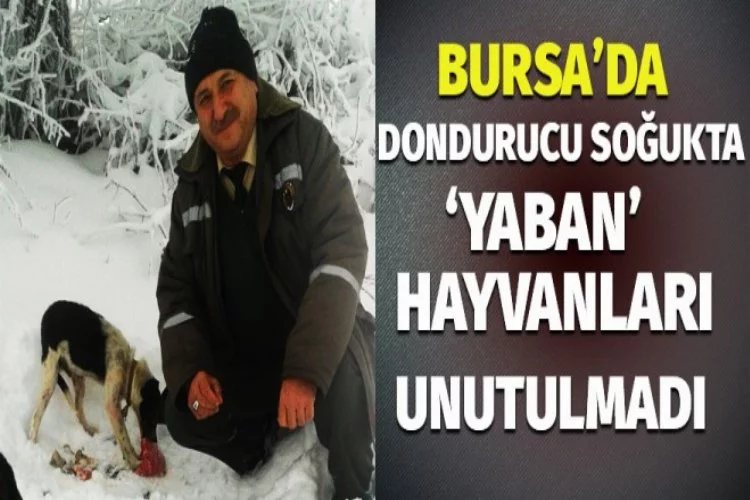 Bursa'da yaban hayvanları unutulmadı