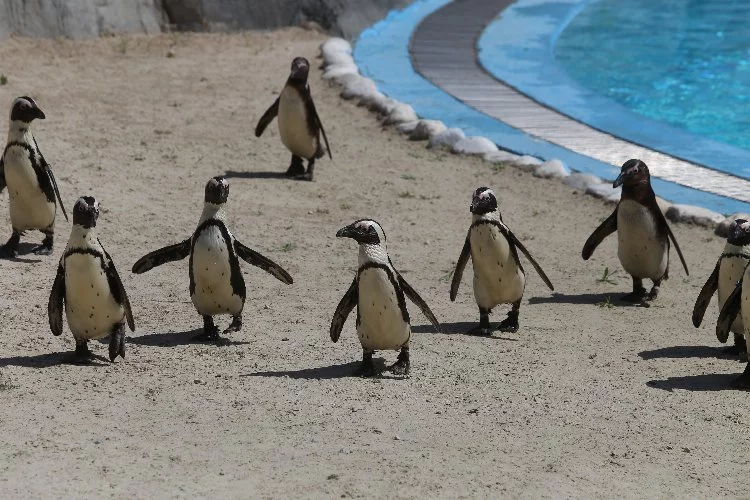 Bursa Hayvanat Bahçesi’nde penguen sayısı 23'e yükseldi