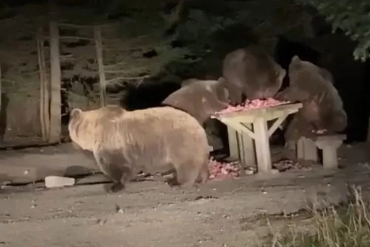 Bursa Uludağ'da aç kalan ayılara ziyafet!