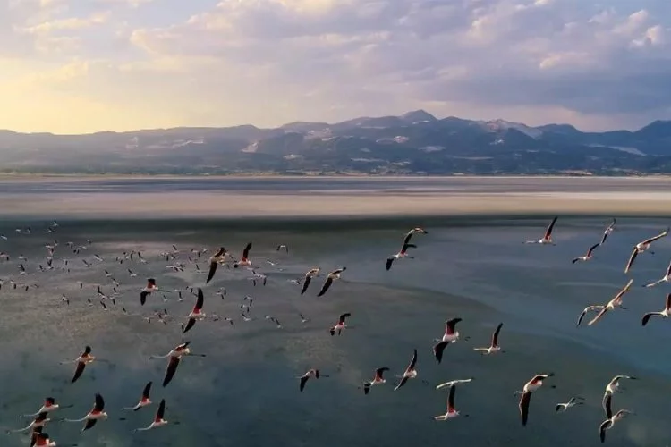 Flamingo cenneti: Yarışlı Gölü