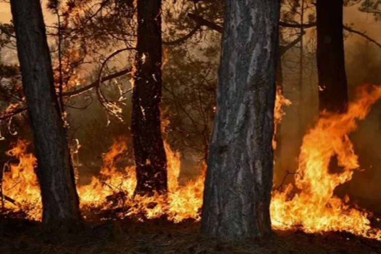 Bursa'ya orman yangını uyarısı