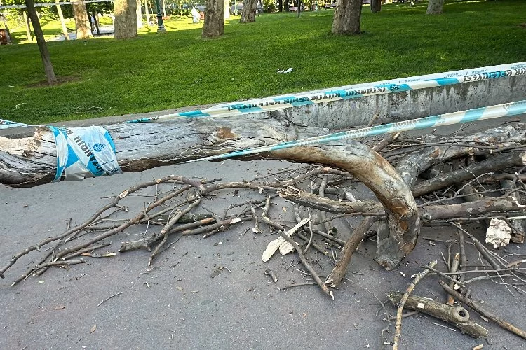 Gezi Parkı’nda garip olay: Başına ağaç dalı düştü!