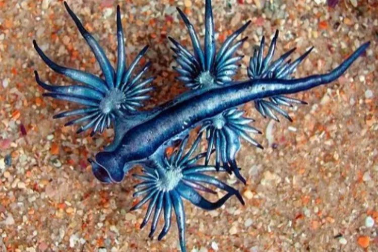 Glaucus Atlanticus: Mavi ejderhanın tarihi