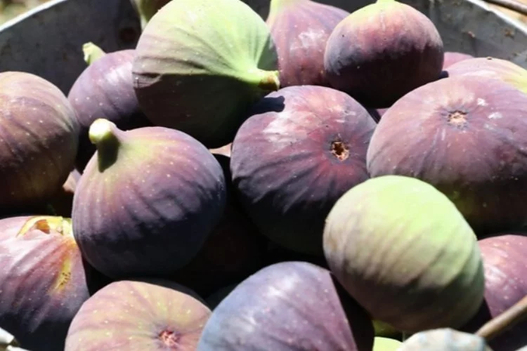 Hedef 2025'te siyah incirin Japonya'da marketlerde satılması