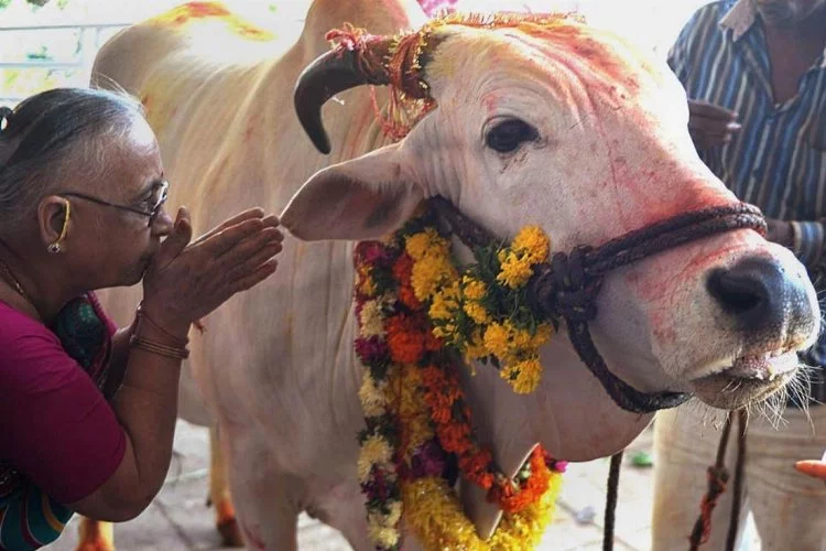 Hindistan'da inekler neden bu kadar önemli?