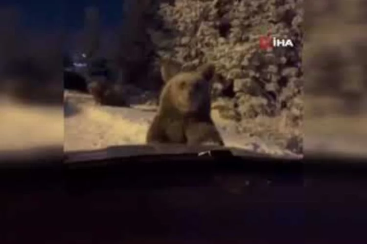 Bursa'da sinirlenen ayı böyle saldırdı