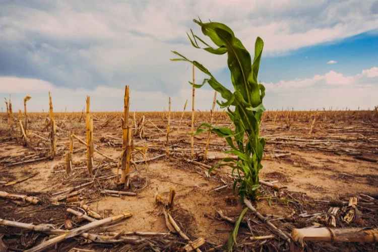 İklim değişikliği tarıma darbe vuruyor!
