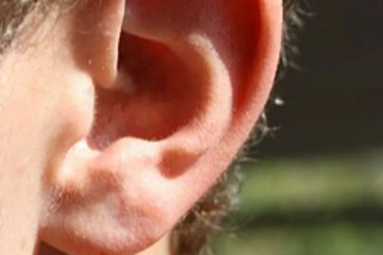 İnsan kulak anatomisi: İşleyişi ve temel nileşenleri