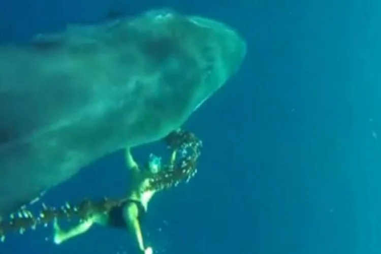Kahraman dalgıç balinayı böyle ölümden kurtardı
