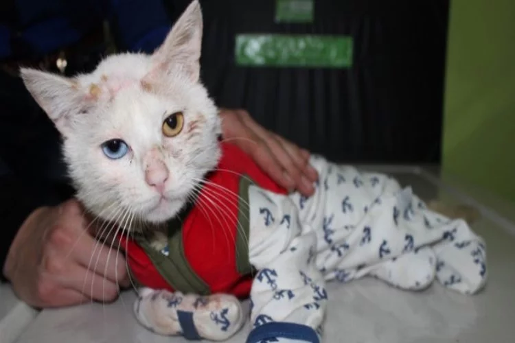 Kediye pijamalı tedavi yapıldı