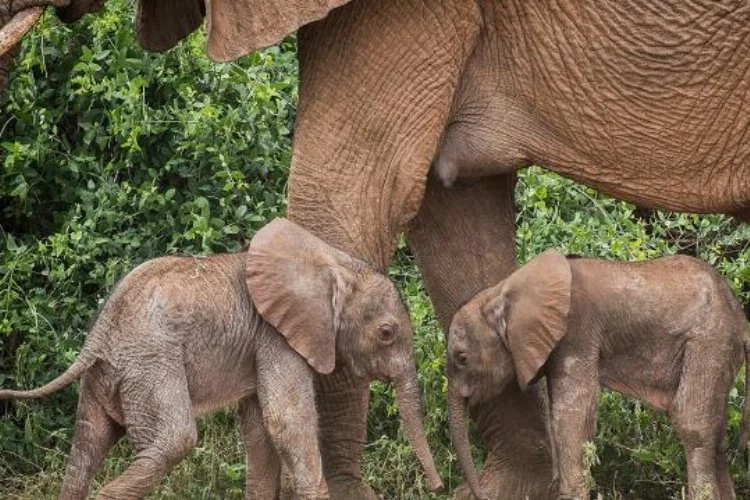  Kenya’da ikiz fil dünyaya geldi