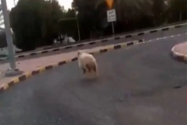 Koyun firar edince trafiğin kurbanı oldu