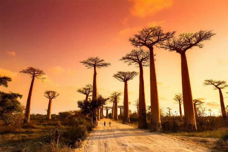 Madagaskar'da unutulmaz bir macera: Tropik bir ada cennetine yolculuk