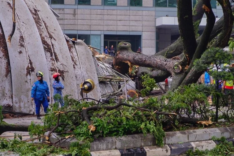 Malezya'da dev ağaç devrildi: 1 ölü!