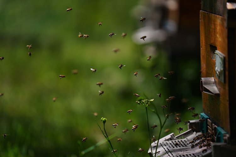 Toz taşınımı bal arılarını etkiliyor Bursa Hayat Gazetesi -3