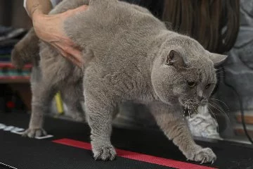 Obez kedi "Şiraz" yüzerek zayıflıyor!