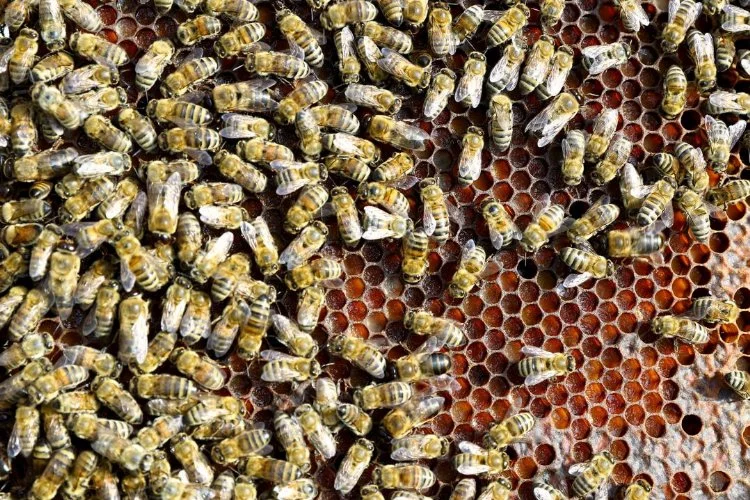 Odasından 60 binden fazla arı çıktı
