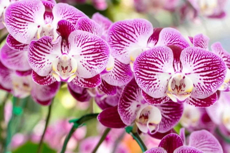 Orkide bakımı: Muhteşem güzelliğin sırrı