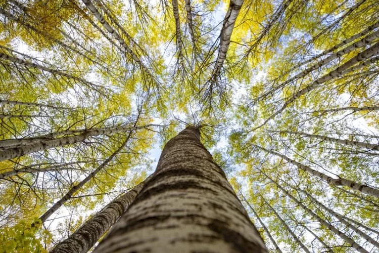 Orman varlıklarının azalması ve ekonomi üzerindeki etkileri