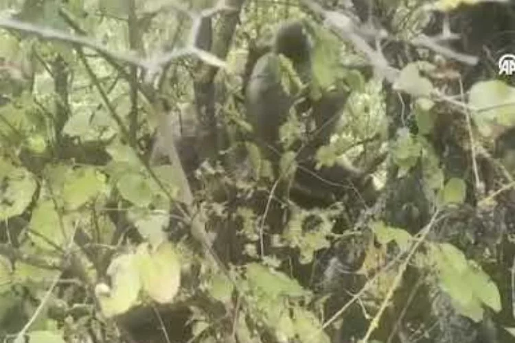 Ormanlık alanda ağaca tırmanan ayı yavrusu cep telefonuyla görüntülendi