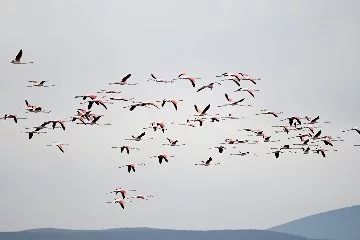 Pembe güzellikler: Pamucak'ta Flamingolardan görsel şölen