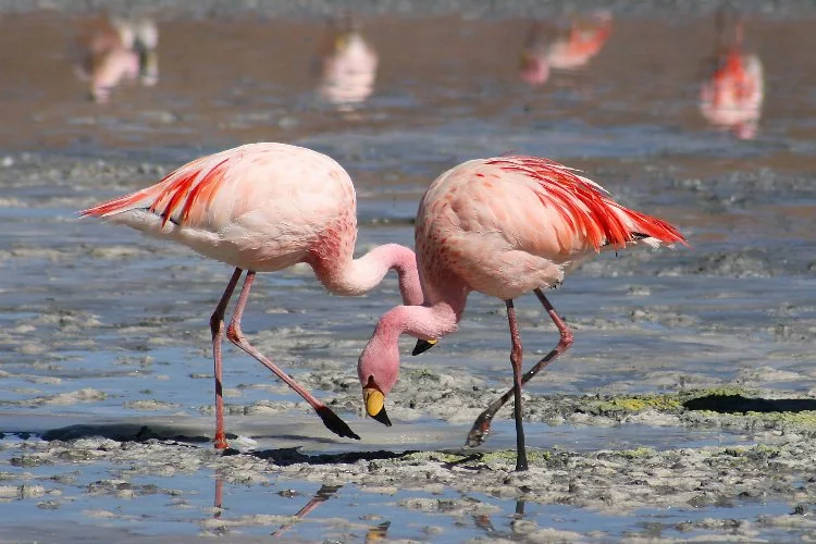 Pembe, kırmızı ve turuncu tüyleri ile bilinen su kuşları: Flamingolar
