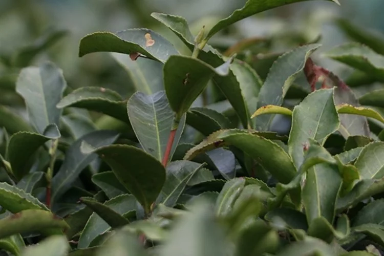 Rize'de çay ihracatında yüzde 13 artış!